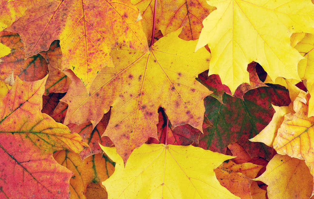 Tips for Moving in the Fall